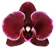 گل ارکیده فالانوپسیس مونپلیه